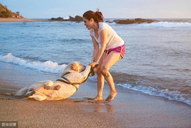 拉布拉多犬介绍 拉布拉多犬介绍（拉布拉多犬介绍一种事物500字） 动物