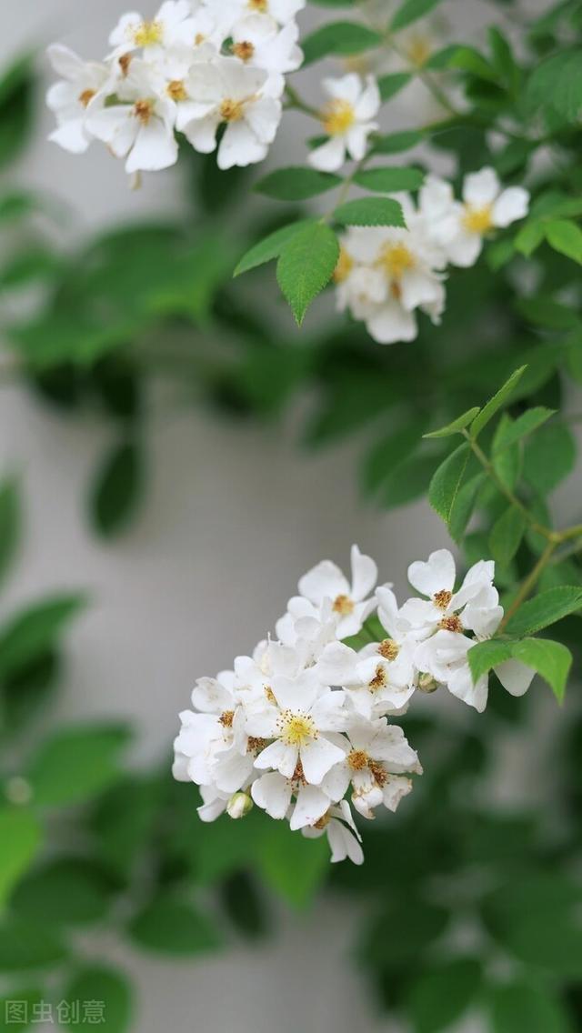 白蔷薇图片 白蔷薇图片（白蔷薇的花语） 生活