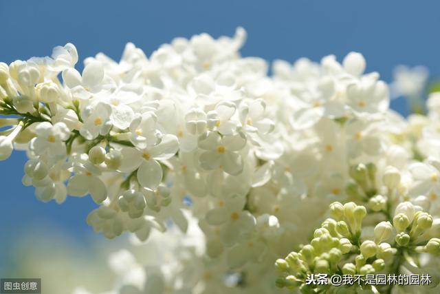 暴马丁香 暴马丁香（暴马丁香桑黄） 生活