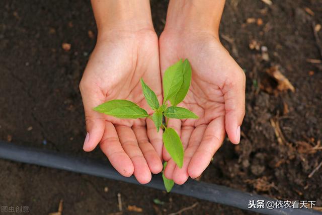 辣椒烟青虫难防难治，把握2个关键节点，掌握具体防治方法解决它6