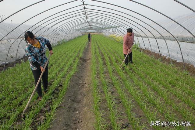 地里的韭菜经常黄叶干尖怎么办？8种常见原因和解决方法要知道5