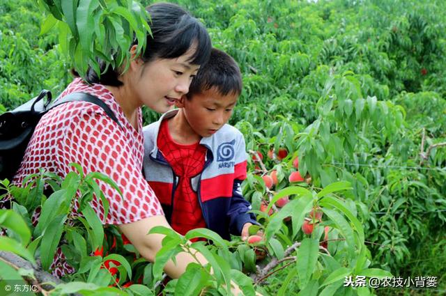 桃树流胶病年年发生、年年难防治，学会这些方法立体有效防治！7