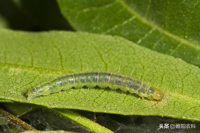 这个新菊酯类杀虫剂，3分钟击倒害虫，持效期可达14天