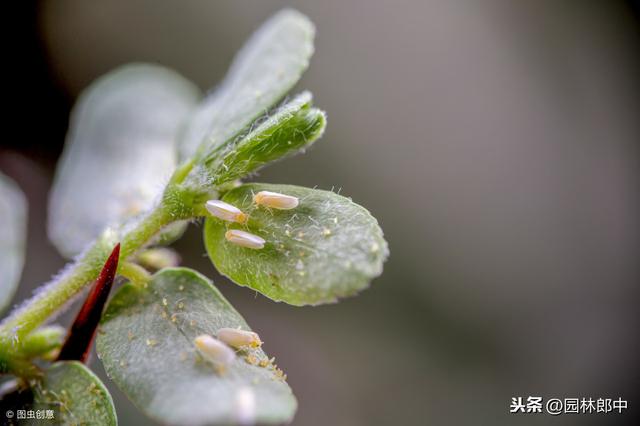 园林植物煤污病防治，喷杀菌剂没效果？不妨试试这几招！7