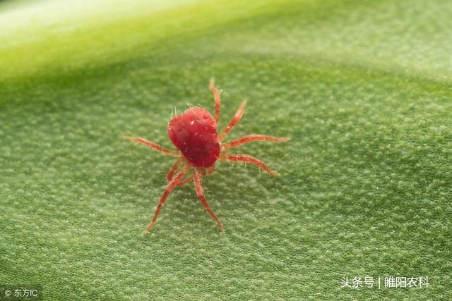 这个药杀虫杀螨特效，1小时即可杀死害虫3