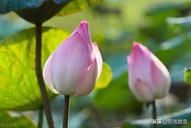 莲花 莲花（莲花图片） 生活