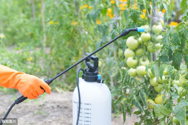 腐霉利——大棚无公害蔬菜首选用杀菌剂农药，附蔬菜常用施药方法7