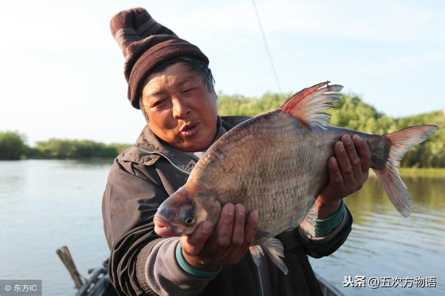 三花五罗都是什么鱼