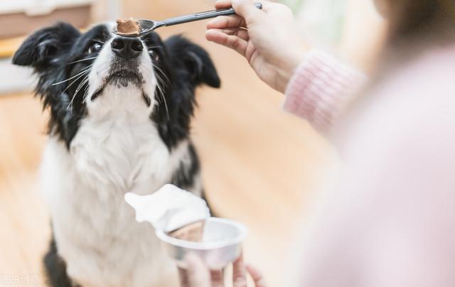 牧羊犬喜欢吃什么