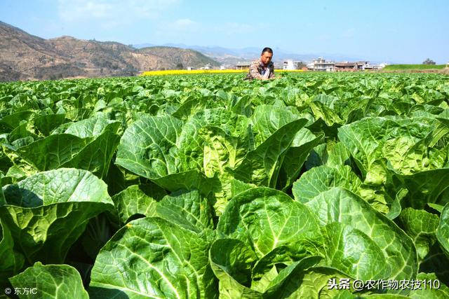 大白菜细菌性角斑病近期高发，请抓紧防治，该用啥法儿除治2