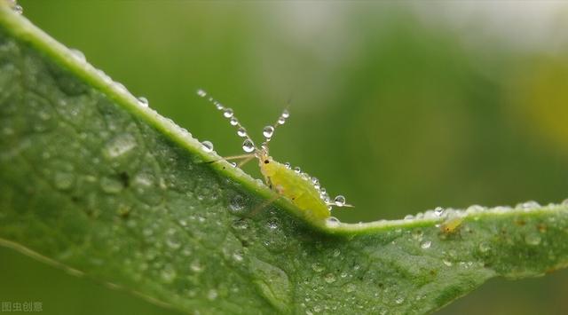 吡蚜酮：防治蚜虫、飞虱等刺吸式口器害虫的利器，持效期达30天