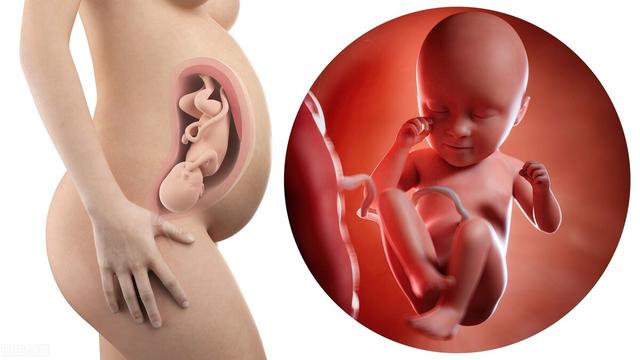 怀孕6个月四维彩超(怀孕6个月胎儿会有哪些技能)