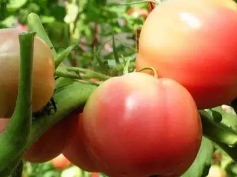 西红柿生理病害高清图谱！7