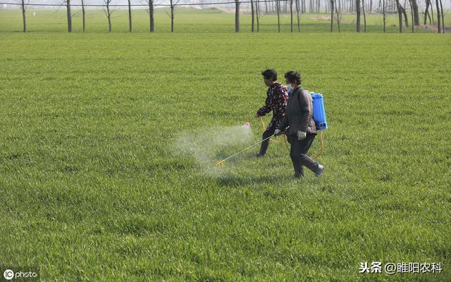 除草剂最好的安全剂，不但能预防药害，还能增加产量