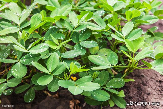 花生种植常因茎腐病而减产，掌握好发病规律，综合防治夺高产！4