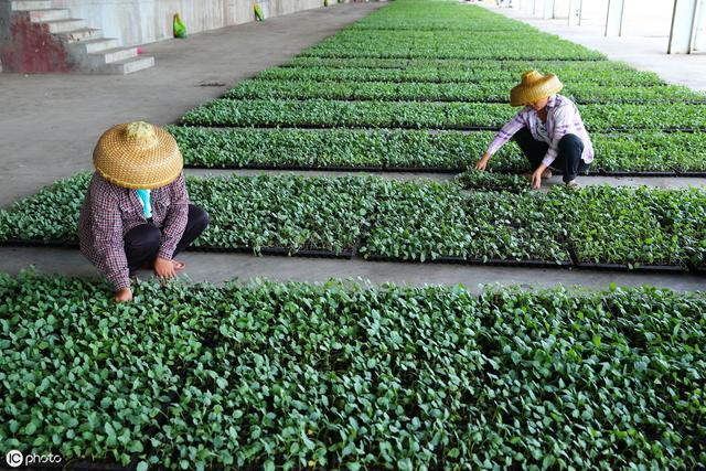 小油菜的病虫害防治技术详细介绍，因地、因时制宜，提高种植效益5