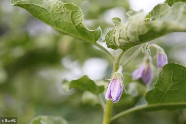 种植茄子落花落果怎么办？注意6点，开春产量杠杠的！4