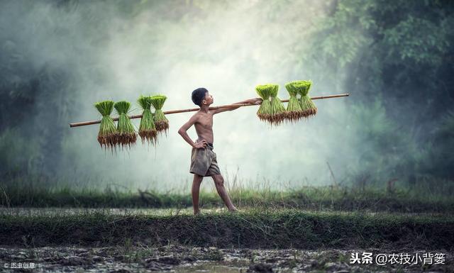 水稻如何种植管理，后期才能实现增产增收？3