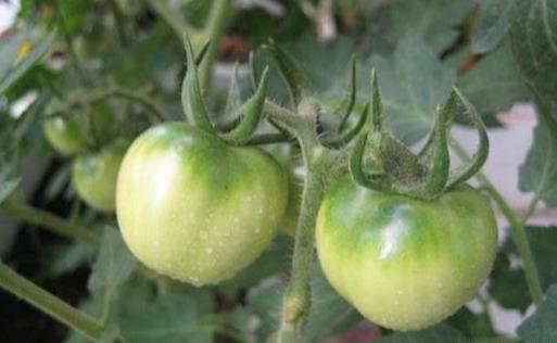 番茄适合扦插？掐根枝条插土里，生根快、长势旺，阳台种菜好选择