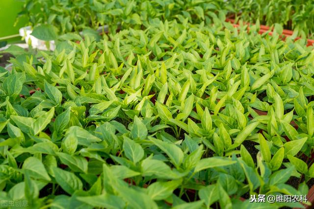 蔬菜幼苗出现黑根、烂根、死苗，用这个配方灌根，10天就能解决