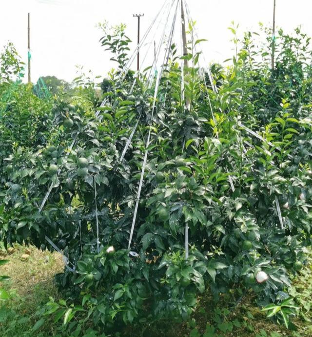 促花用多效唑，少用芸苔素，苄氨基嘌呤啥时用？3种调节剂介绍2