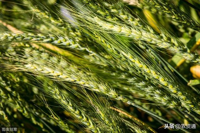 推荐个小配方，小麦抽穗-灌浆期喷2次，抗干热风、抗倒伏、增粒重