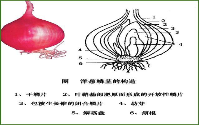 洋葱根腐病严重影响洋葱的产量和品质，选择有效的防治措施很关键2