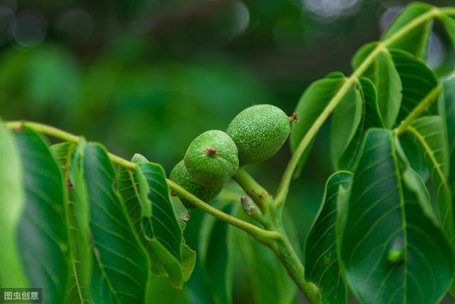 干果之王——澳洲坚果：澳洲坚果种植管理技术3大要点7