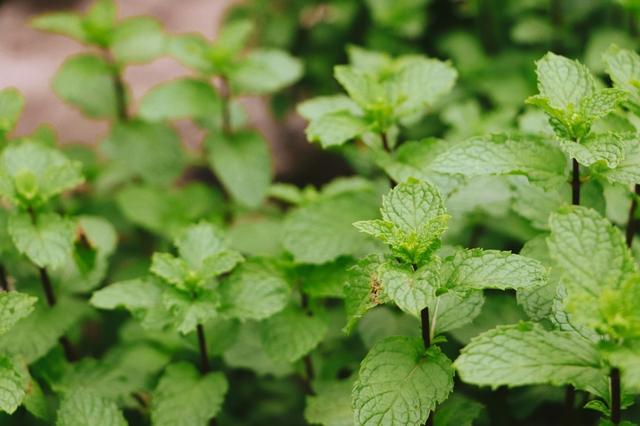 想要种植留兰香？与薄荷的区别你知道吗？田间施肥、浇水很关键6