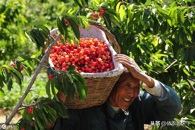 这只小虫可能毁掉整个樱桃园，提前看看预防措施，做好防治准备4