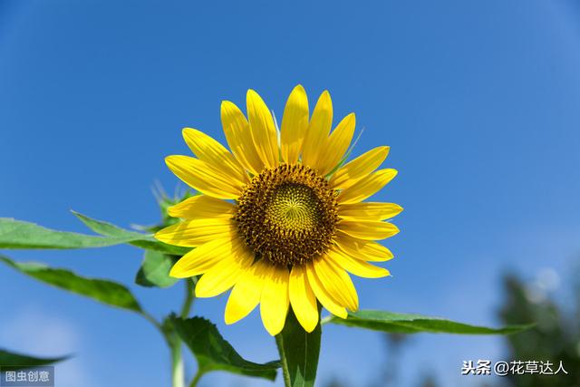 向日葵真正的花语