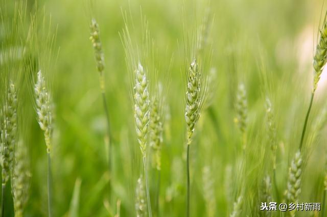 早春小麦条锈病如何破解？学好两招有效预防条锈病流行症4