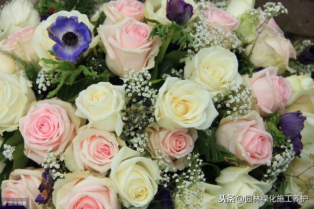 送玫瑰 送玫瑰（送玫瑰花的含义） 生活