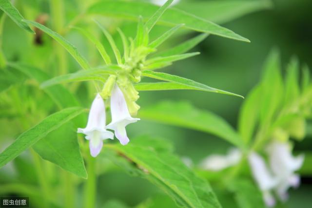 芝麻高效种植管理技术，做好病虫害防治，确保芝麻优质增产4