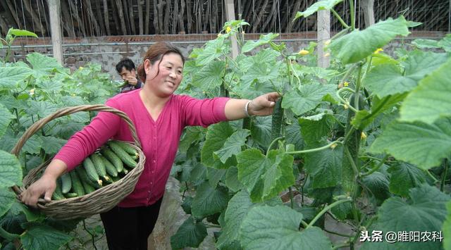 豆角、黄瓜喷这个药，长得又长又直，增产可达30%2