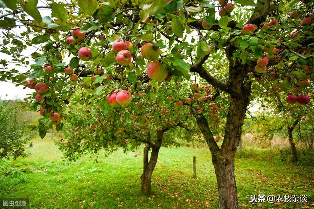 苹果根朽病严重影响苹果生长发育，掌握科学防控技术，避免损失