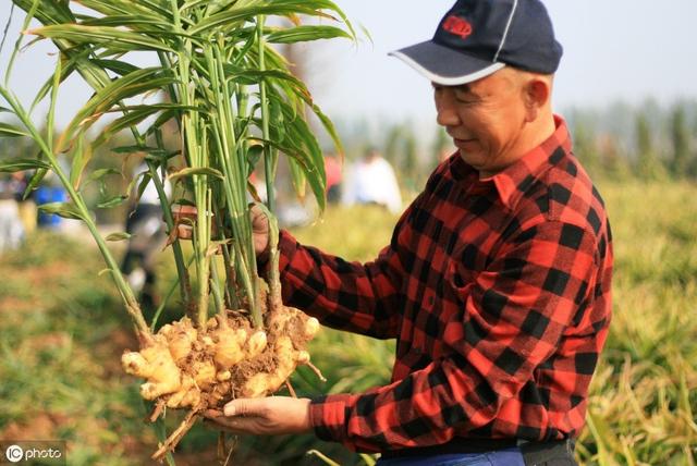 生姜可用乙草胺芽前除草吗？生姜田杂草如何防除 有哪些注意事项2