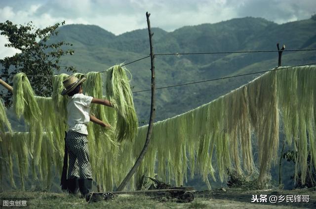 剑麻种植经济价值高，保障采收稳产年限是利益关键，该如何管理？2