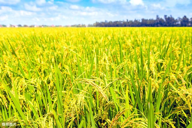 这种药，防治蚜虫、粉虱、蓟马、飞虱、叶蝉有真功，注意使用剂量2