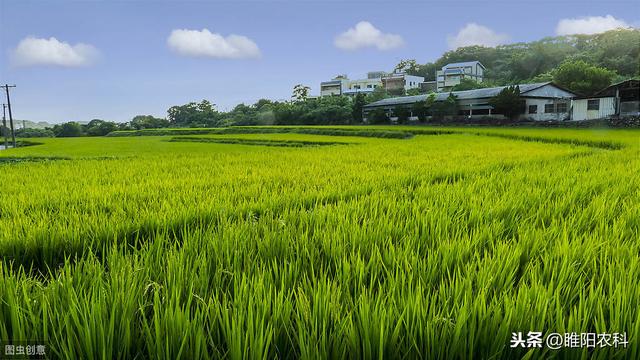 这个新药专治稻田各种恶性禾本科杂草，3天中毒，10天死草