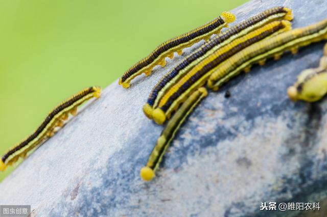 这几个新配方，杀虫又快又很，虫卵通杀，杀灭几乎所有害虫2