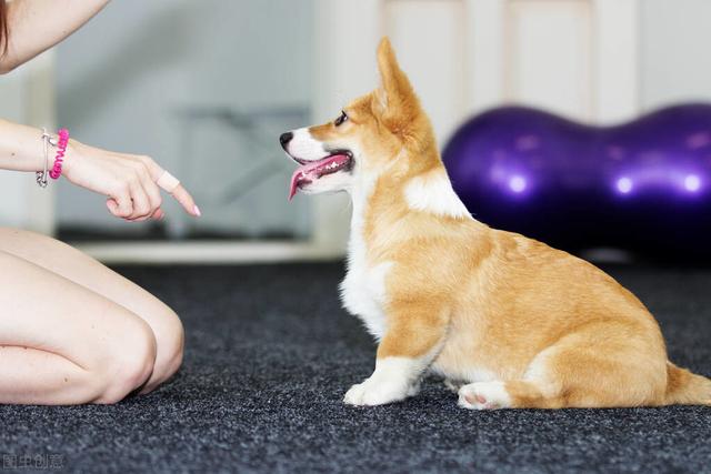 柯基犬图片 柯基犬图片（柯基犬图片电脑壁纸） 动物