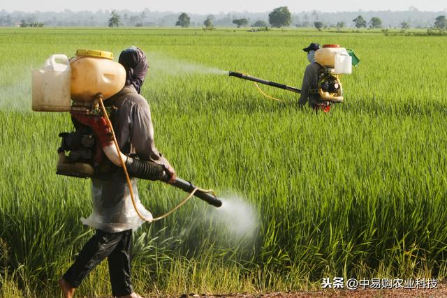 小麦红蜘蛛进入发生盛期，在最佳时间防治！一遍就能解决问题2