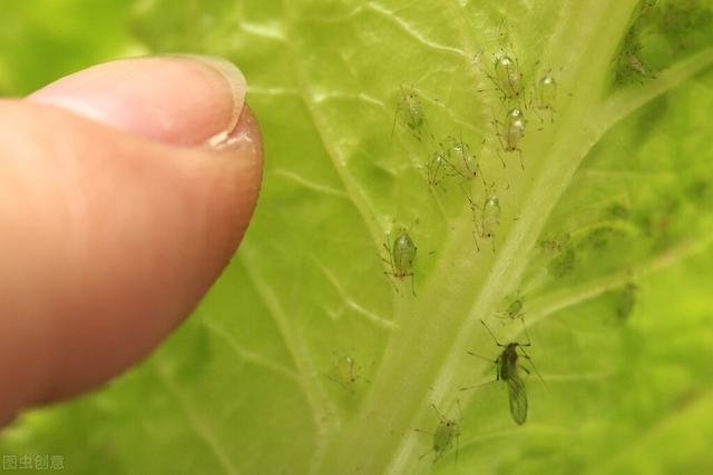 吡蚜酮：防治蚜虫、飞虱等刺吸式口器害虫的利器，持效期达30天2