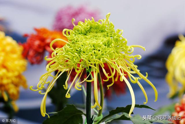 菊花美好的寓意都有哪些，四季菊花色繁多，它的花语你知道多少