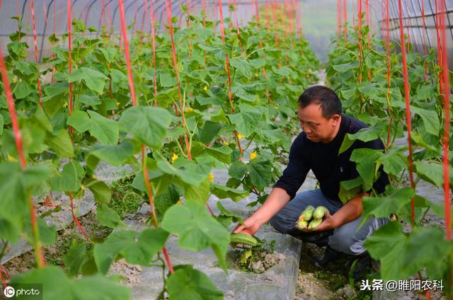 冲施肥加点这个药，膨果快，根系发达，增产可达30%以上6