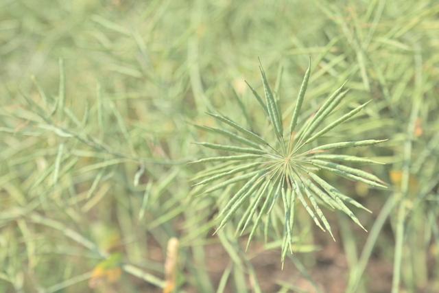 油菜花种植方法，这样做有益于提高产量，你知道吗12