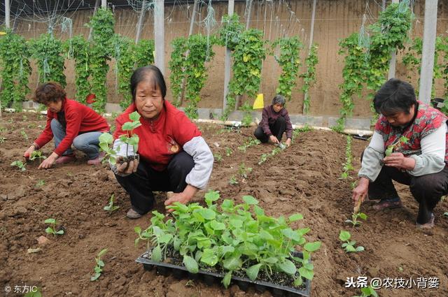 黄瓜种植，如何有效防治靶斑病、霜霉病、细菌性角斑病、炭疽病？10