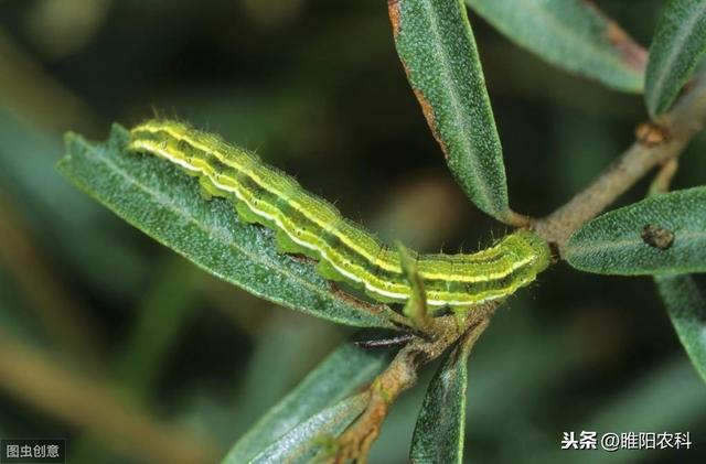 新型球孢白僵菌，200多种害虫的克星，杀虫于无声中3