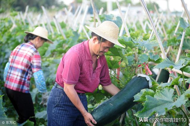 大棚冬瓜种植，技术掌握好，比别人多收300元！（实用）